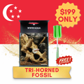 [NDP 2026] WWWAQUA | Tri-Horned Fossil