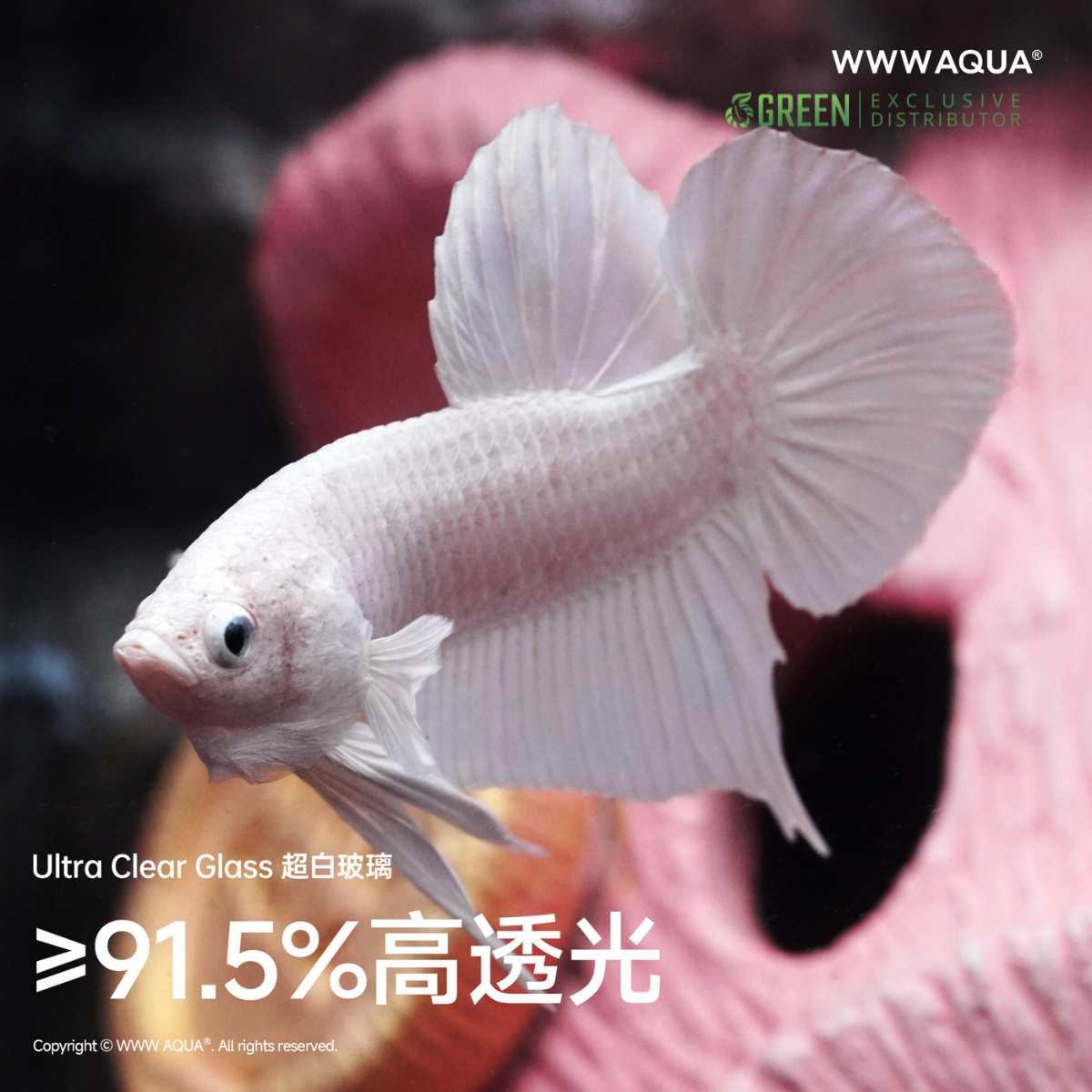 WWWAQUA | Lucky Oink