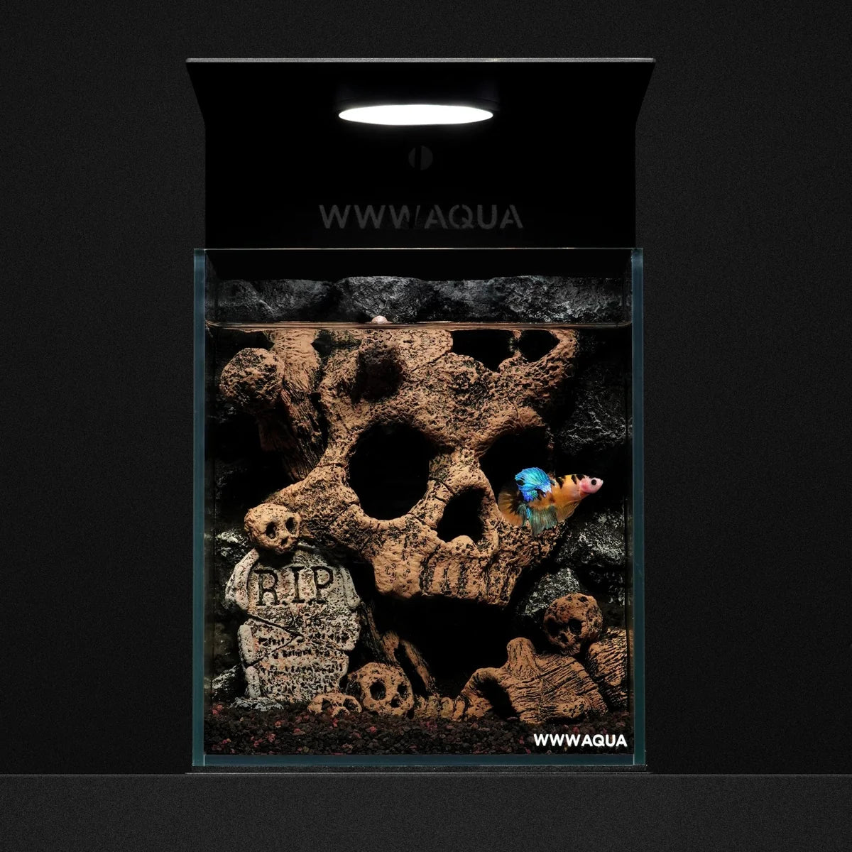 [NEW LAUNCH] WWWAQUA | Forsaken King